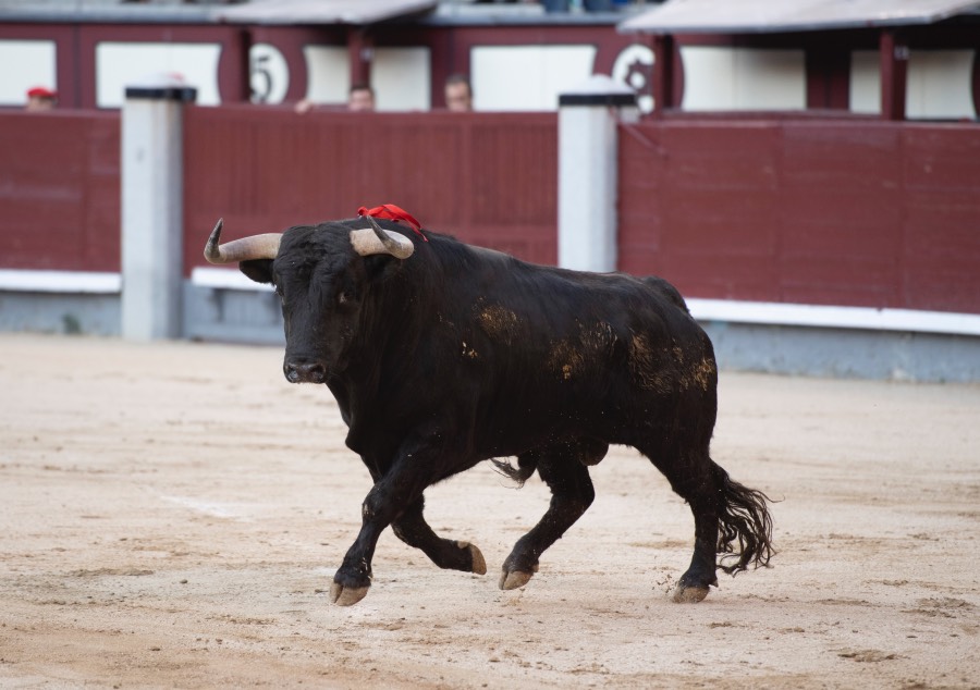 Madrid, domingo 28 de abril de 2019.
