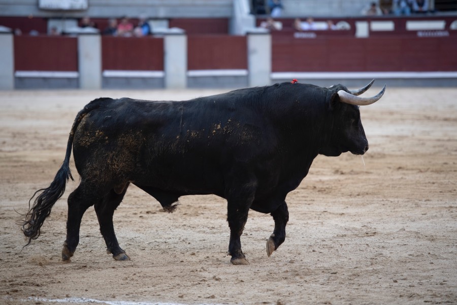 Madrid, domingo 28 de abril de 2019.