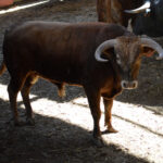 Sorteo, Zaragoza 28 de abril de 2019. Novillos de María Cascón