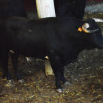 Sorteo, Zaragoza 28 de abril de 2019. Novillos de María Cascón