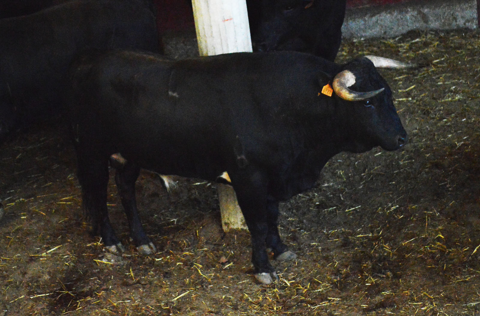 Sorteo, Zaragoza 28 de abril de 2019. Novillos de María Cascón