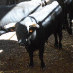 Sorteo, Zaragoza 28 de abril de 2019. Novillos de María Cascón