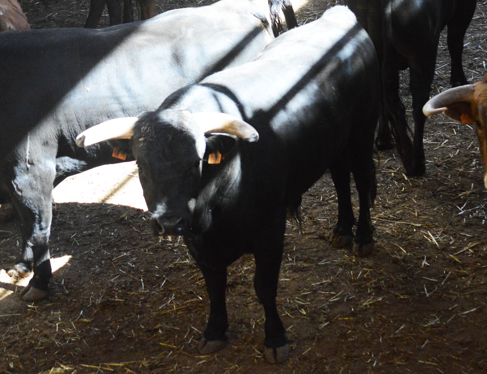 Sorteo, Zaragoza 28 de abril de 2019. Novillos de María Cascón