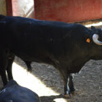 Sorteo, Zaragoza 28 de abril de 2019. Novillos de María Cascón