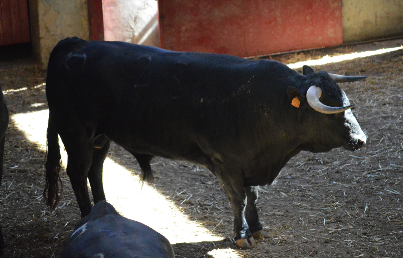 Sorteo, Zaragoza 28 de abril de 2019. Novillos de María Cascón