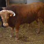 Sorteo, Zaragoza 28 de abril de 2019. Novillos de María Cascón