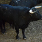 Sorteo, Zaragoza 28 de abril de 2019. Novillos de María Cascón