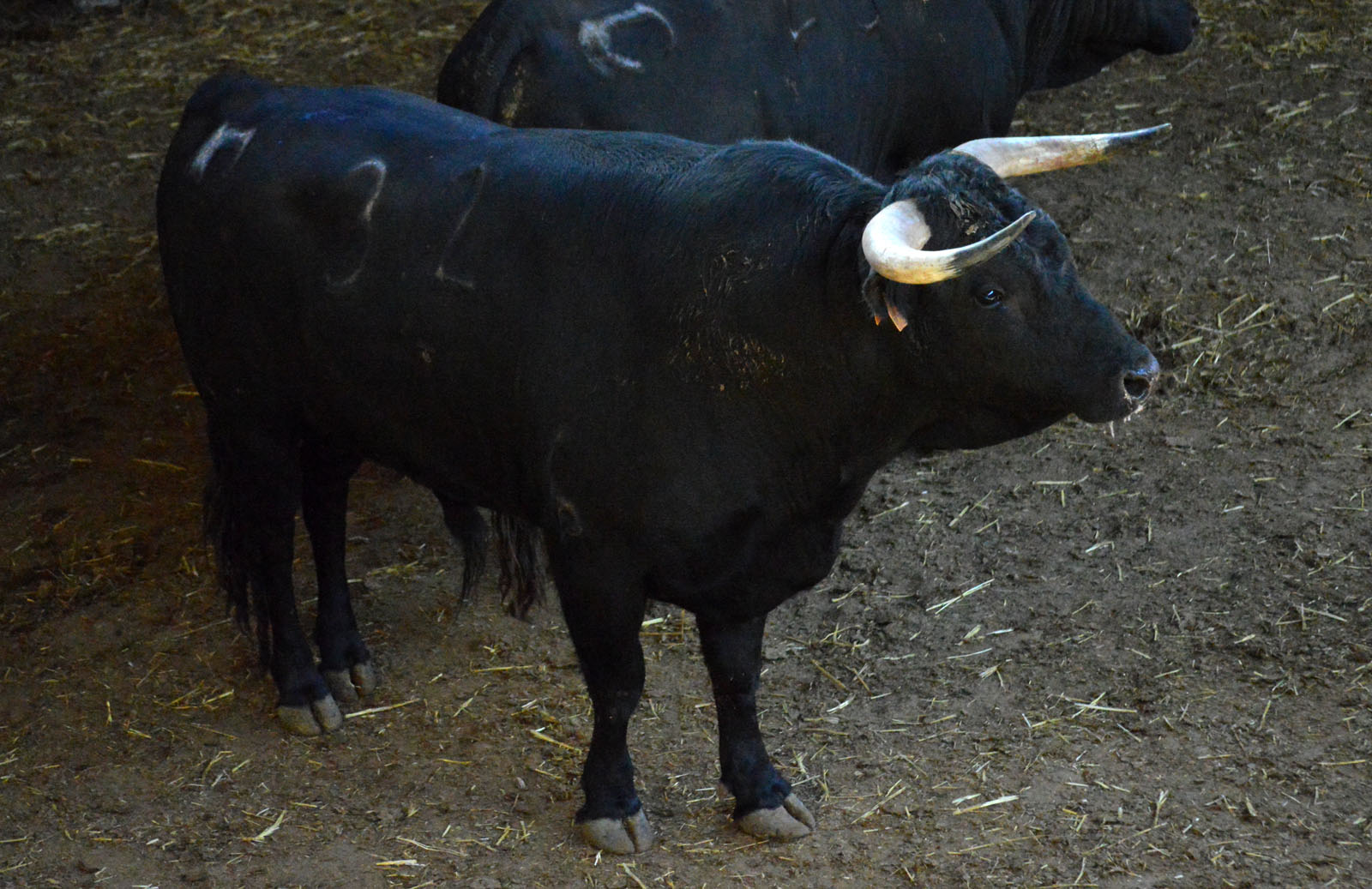 Sorteo, Zaragoza 28 de abril de 2019. Novillos de María Cascón