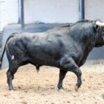 Novillos de Sánchez Herrero para Las Ventas