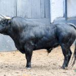 Novillos de Sánchez Herrero para Las Ventas