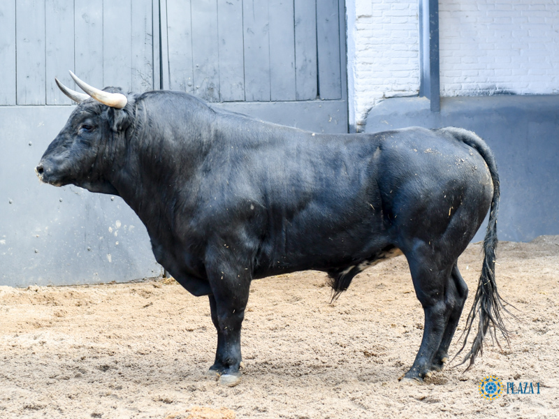 Novillos de Sánchez Herrero para Las Ventas