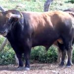 Los toros de Mont de Marsan