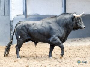 Novillos de Sánchez Herrero para Las Ventas