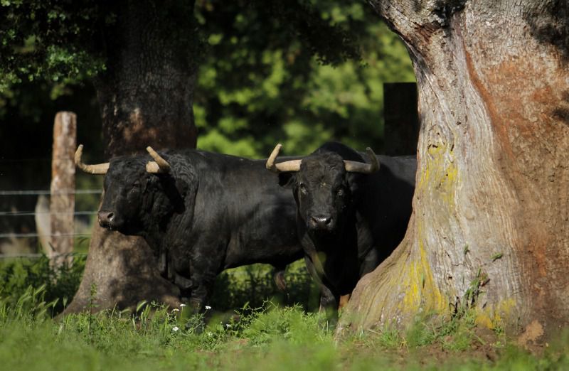Ganado español en Cutervo