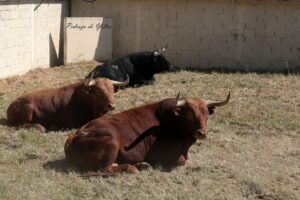 Toros de Pedraza de Yeltes.