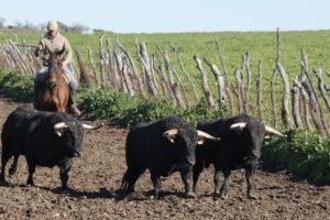 Toros de Núñez del Cuvillo, en el corredero de El Grullo.