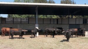 Jandilla y Vegahermosa