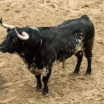 Sorteo. Sevilla, domingo 21 de abril de 2019