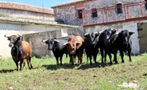 Sorteo, Brihuega 27 de abril de 2019