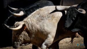 Sorteo, Madrid 28 de abril de 2019. Novillos de Julio García