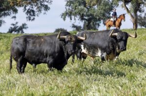 Toros de José Luis Pereda para la corrida Goyesca del 2 de mayo en Las Ventas