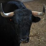 Bandolero, el toro de Concha y Sierra que se lidiará en cuarto lugar.