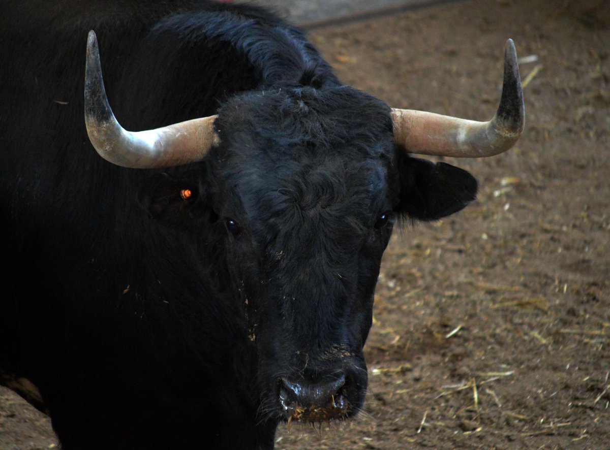 Caracierva, de Saltillo, abre la corrida concurso en Zaragoza