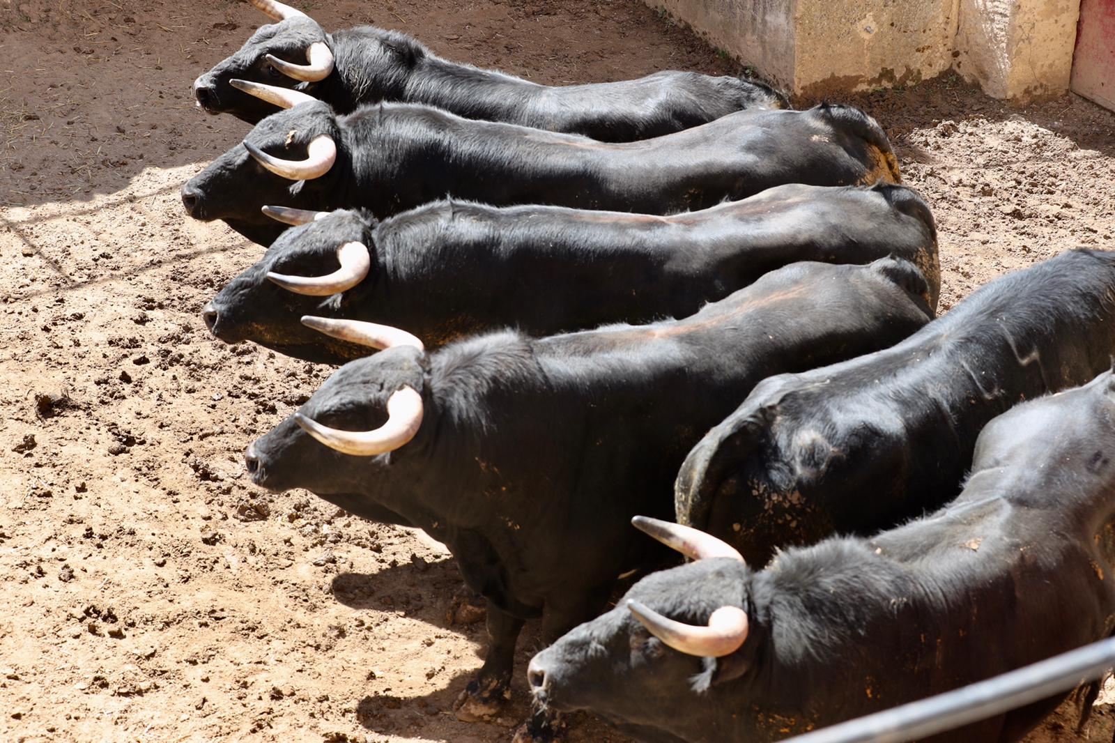 Sorteados los novillos para el festival de Bocairent