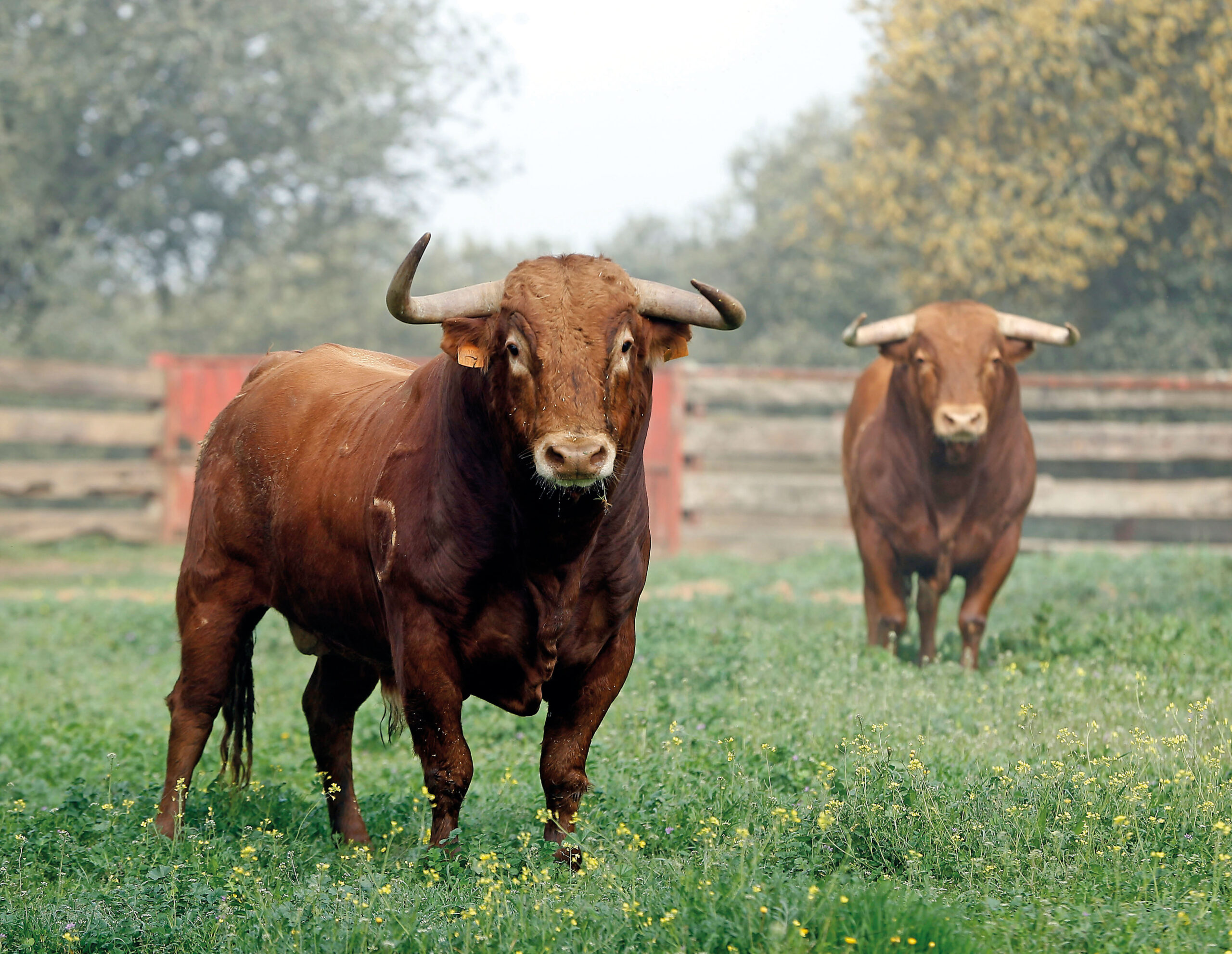 Puntal de su estirpe