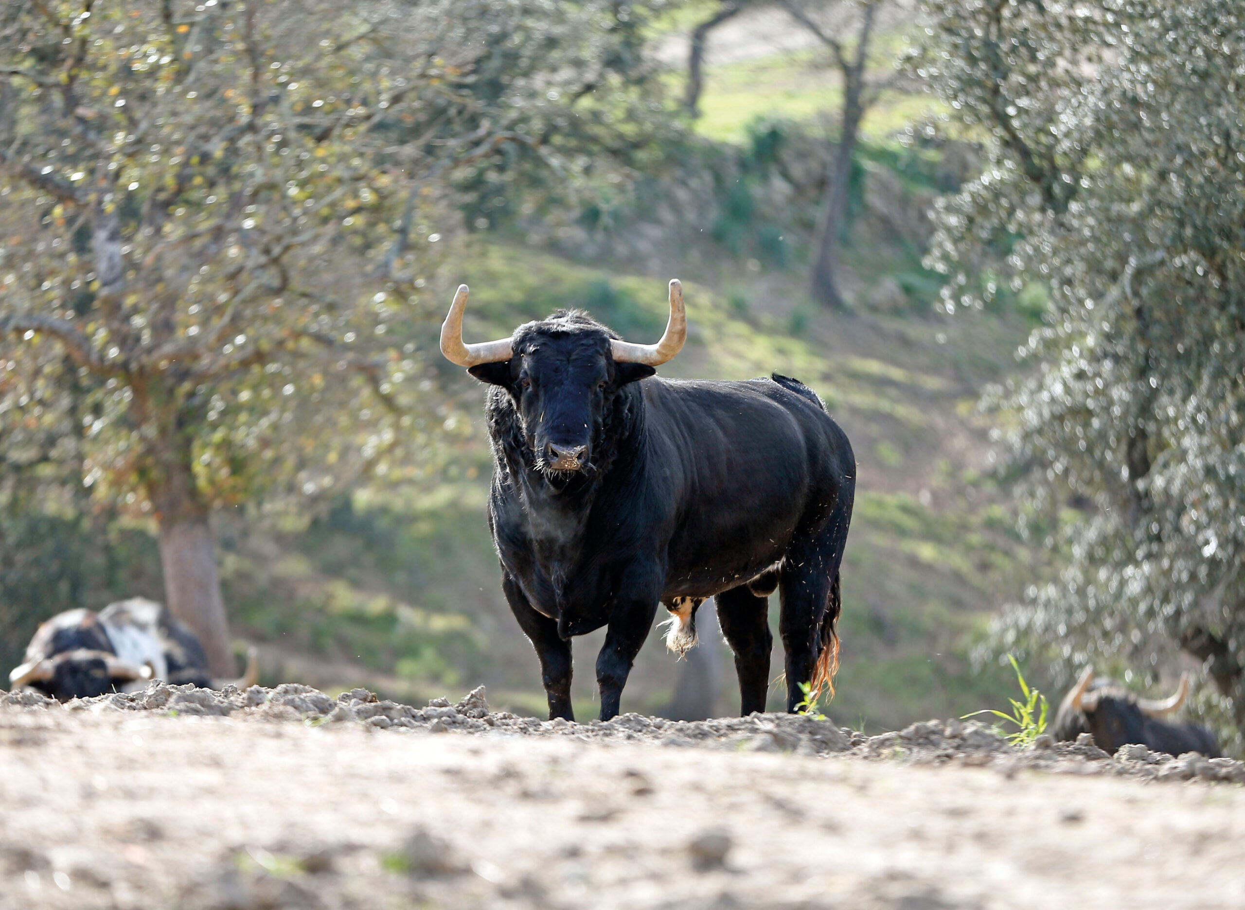 Toros del torero... y del aficionado