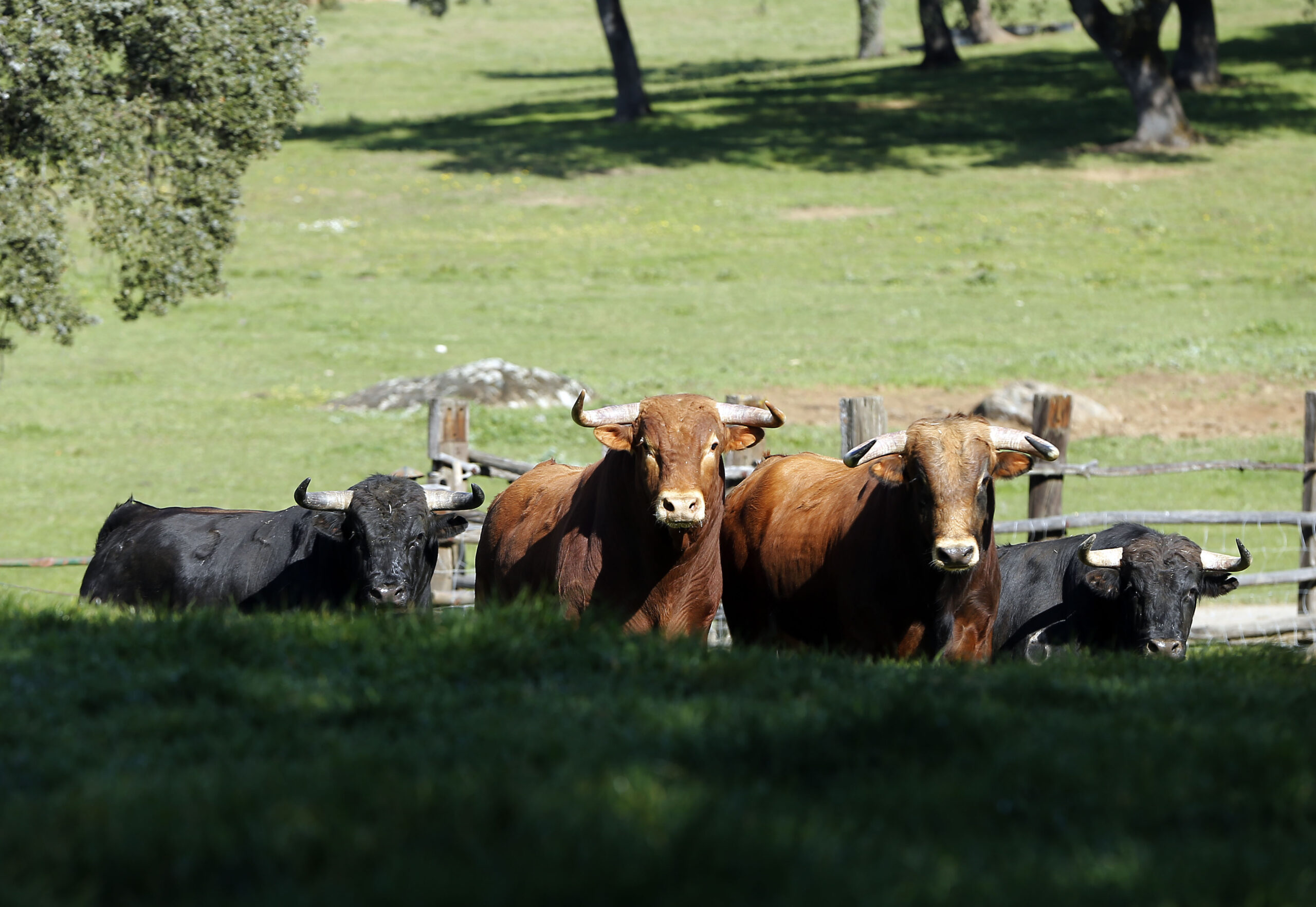 Las quince medidas que los ganaderos exigen a los políticos