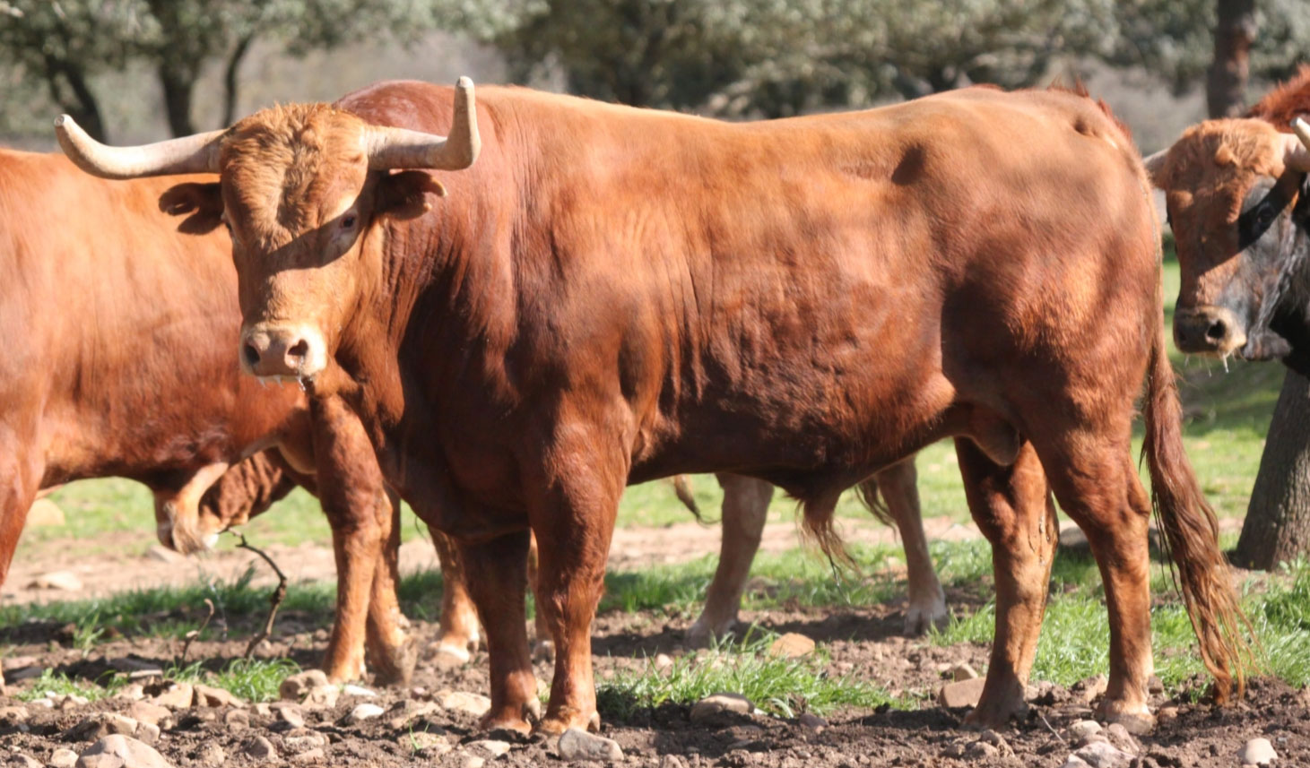 Los toros de Pedraza de Yeltes para Vic Fezensac