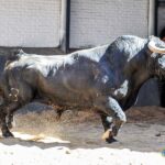 Sorteo, Madrid 19 de mayo de 2019