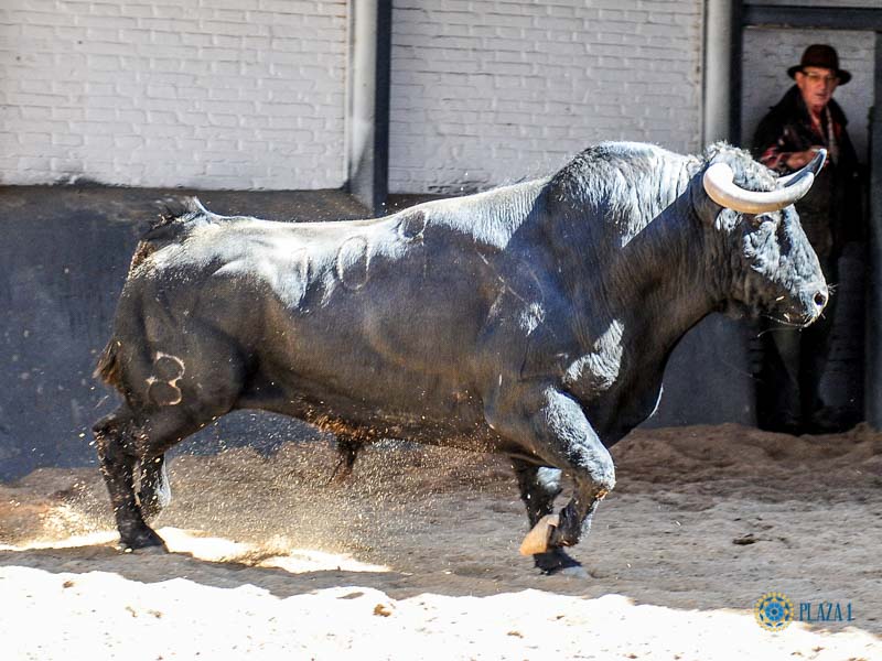 Sorteo, Madrid 19 de mayo de 2019