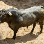 Sorteo. Sevilla, viernes 3 de mayo de 2019. Toros de Victorino Martín