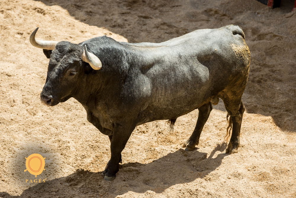 Sorteo. Sevilla, viernes 3 de mayo de 2019. Toros de Victorino Martín