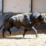 Sorteo, Madrid 19 de mayo de 2019