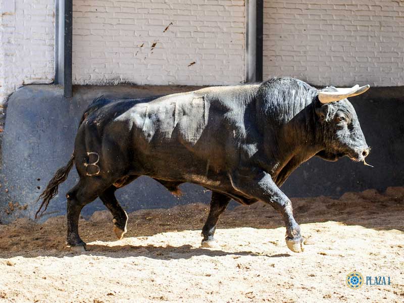 Sorteo, Madrid 19 de mayo de 2019