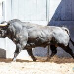 Sorteo, Madrid 19 de mayo de 2019