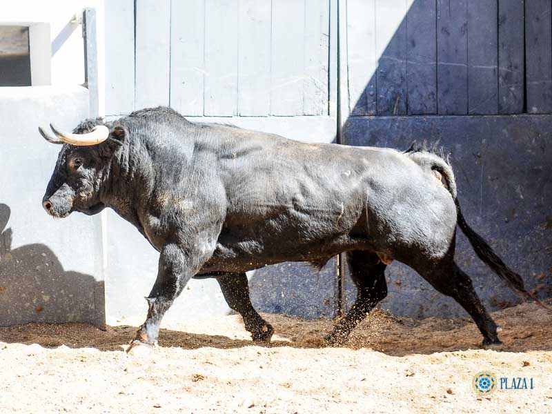 Sorteo, Madrid 19 de mayo de 2019