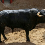 Sorteo. Sevilla, 19 de mayo de 2019