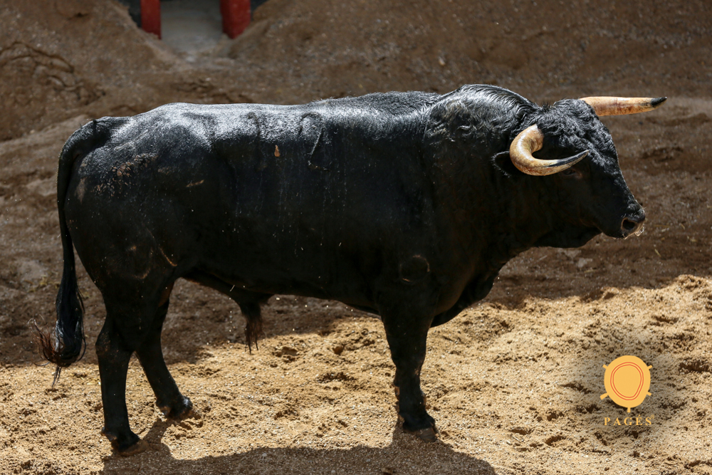 Sorteo. Sevilla, 19 de mayo de 2019