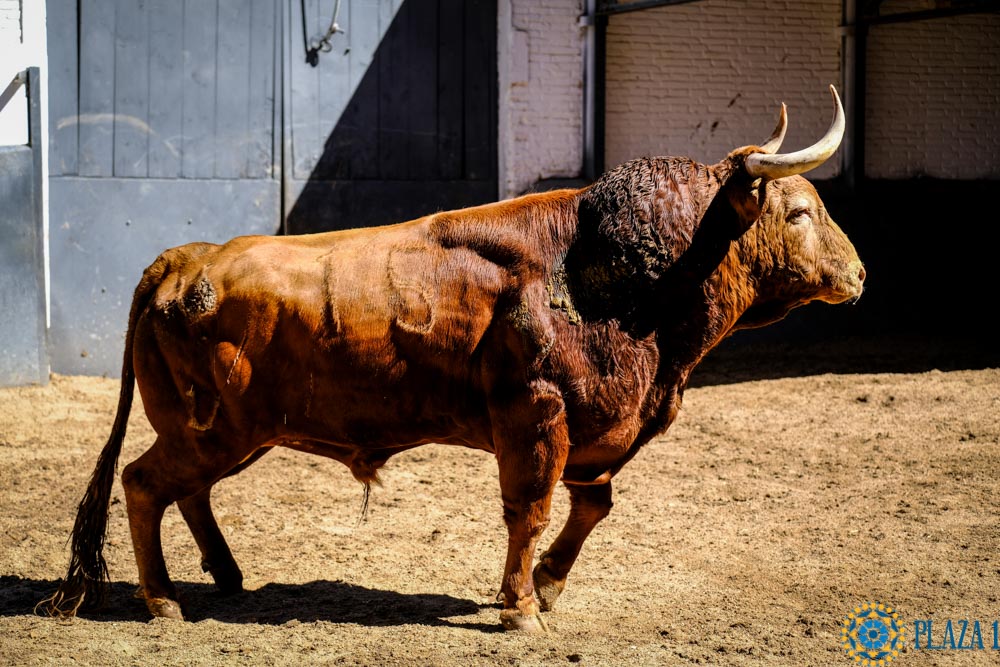 Sorteo. Madrid, sábado 25 de mayo de 2019