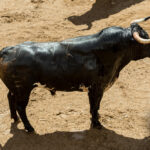 Sorteo. Sevilla, domingo 26 de mayo de 2019