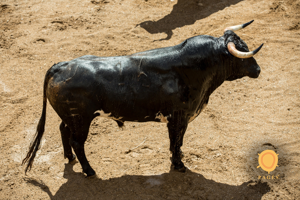 Sorteo. Sevilla, domingo 26 de mayo de 2019