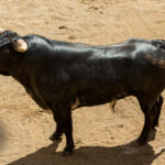 Sorteo, Madrid 18 de mayo de 2019