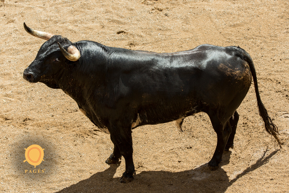 Sorteo, Madrid 18 de mayo de 2019