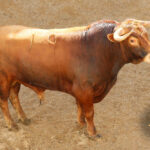 Sorteo. Sevilla, 19 de mayo de 2019