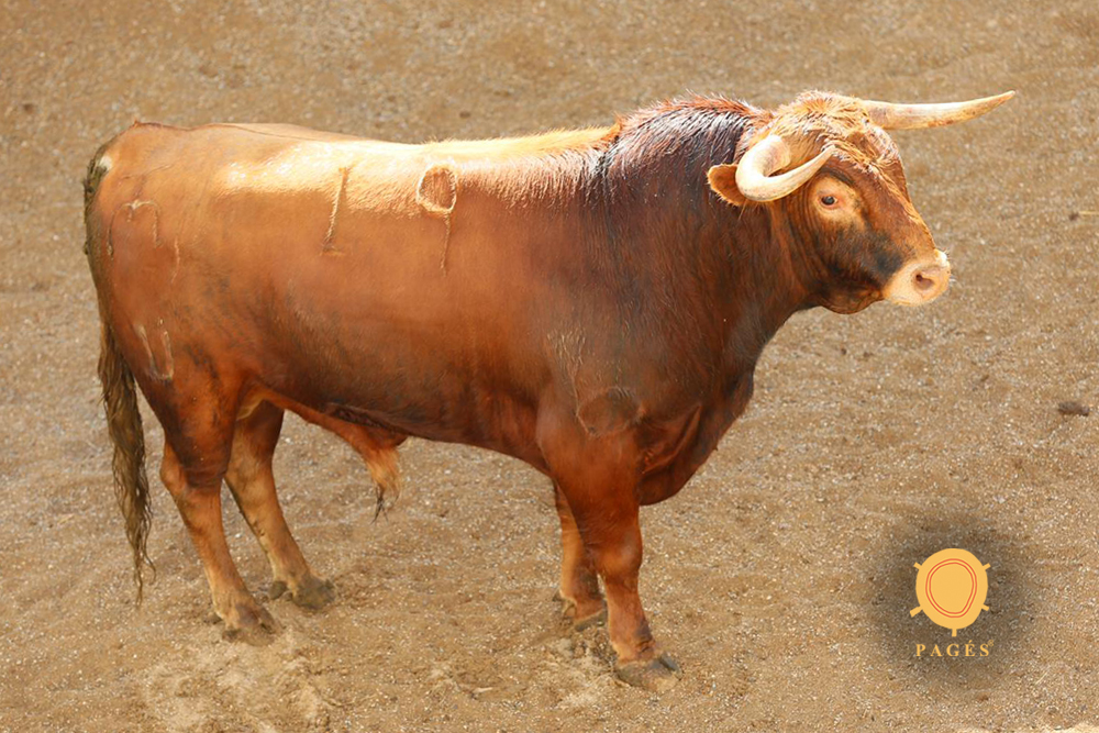 Sorteo. Sevilla, 19 de mayo de 2019