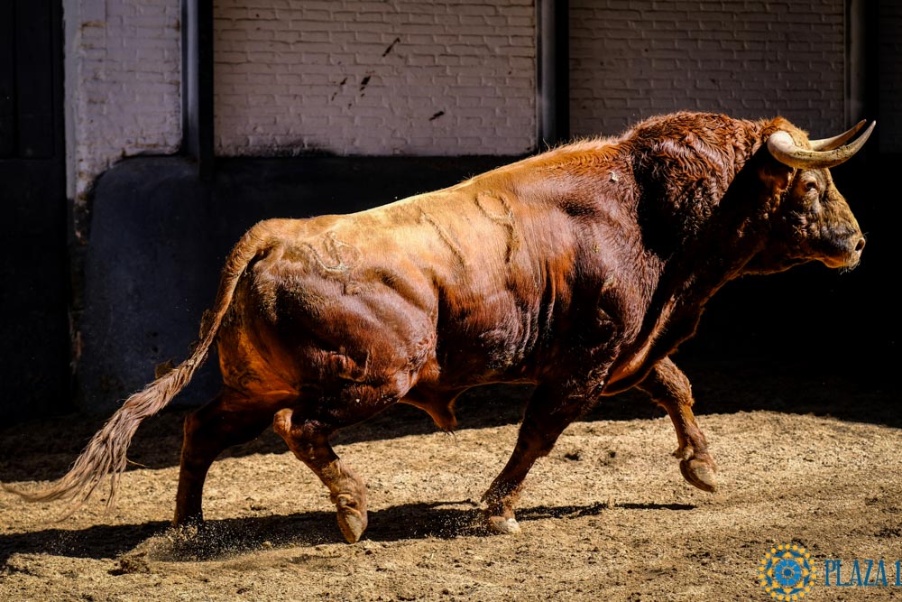 Sorteo. Madrid, sábado 25 de mayo de 2019